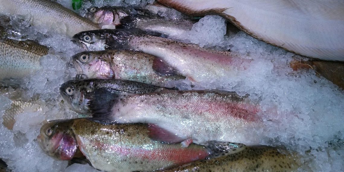 fish, nature, trout, ice, seafood, catch, raw, frozen, preserved, marine