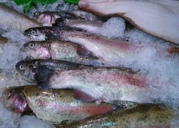 fish, nature, trout, ice, seafood, catch, raw, frozen, preserved, marine