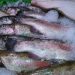 fish, nature, trout, ice, seafood, catch, raw, frozen, preserved, marine