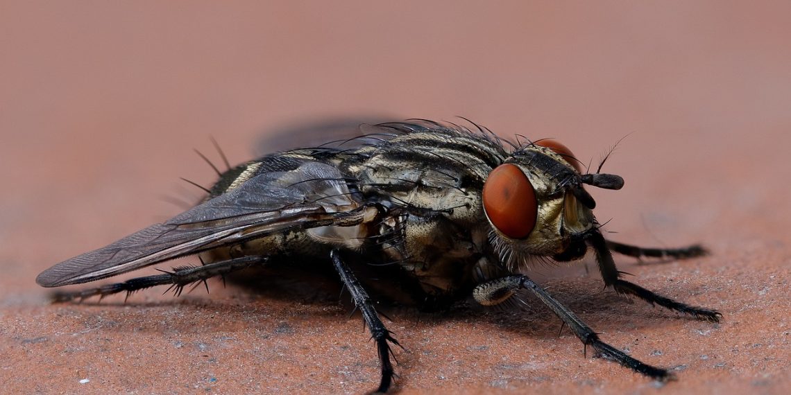 fly, macro, insect, flesh fly, sarcophagidae, sarcophagid fly