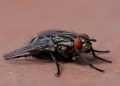 fly, macro, insect, flesh fly, sarcophagidae, sarcophagid fly