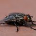 fly, macro, insect, flesh fly, sarcophagidae, sarcophagid fly
