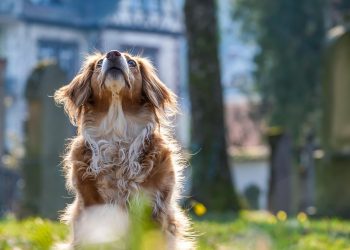 dog, attention, mixed breed dog, domestic dog, pet, furry, furry dog, young, animal, nature, fur, mammal, animal portrait, dog portrait, canine