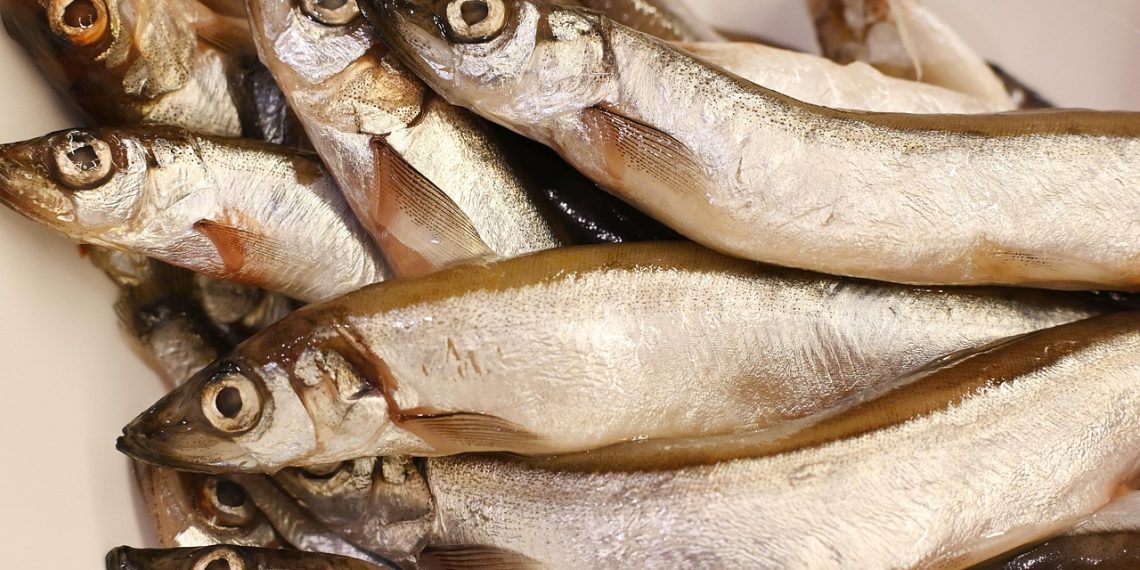 fish, capelin, nature, food, cooking, fresh