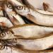 fish, capelin, nature, food, cooking, fresh