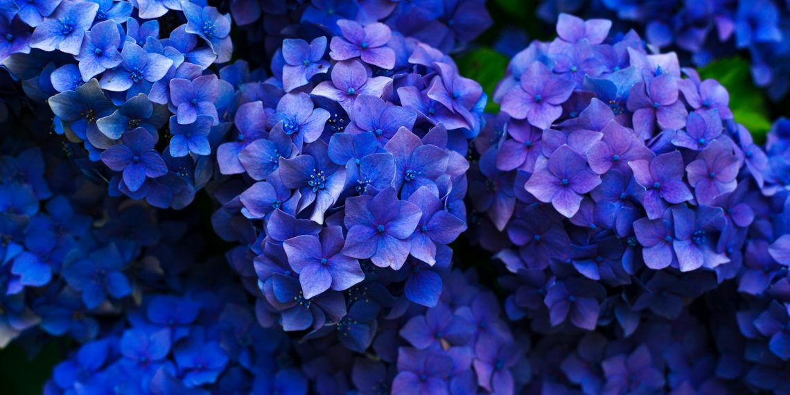 purple flowers