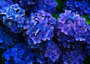 purple flowers