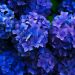 purple flowers