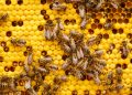 a bunch of bees that are on a beehive