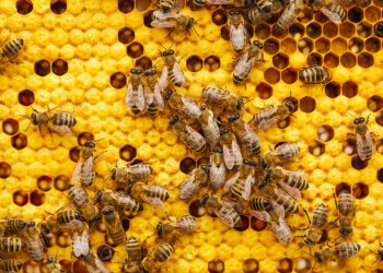 a bunch of bees that are on a beehive