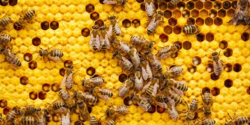 a bunch of bees that are on a beehive