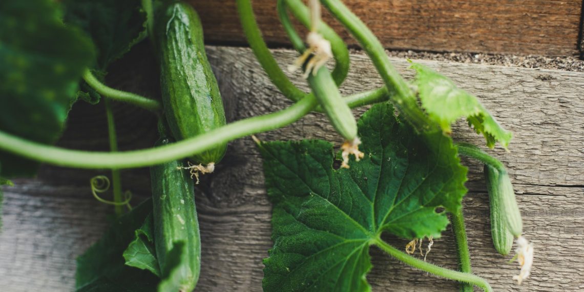 a cucumber on a table