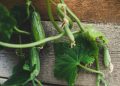 a cucumber on a table