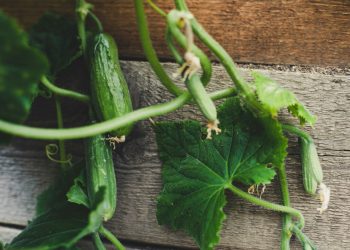 a cucumber on a table