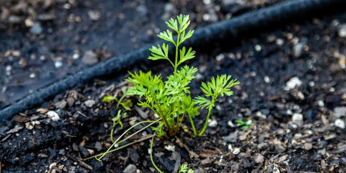 a small plant growing in the dirt