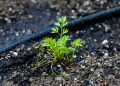 a small plant growing in the dirt