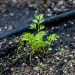 a small plant growing in the dirt