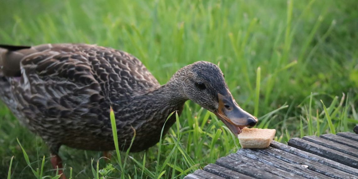 a duck eating a piece of food on a wooden bench