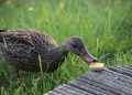 a duck eating a piece of food on a wooden bench