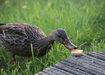 a duck eating a piece of food on a wooden bench