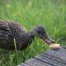 a duck eating a piece of food on a wooden bench