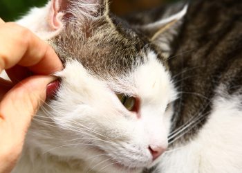 До чого сняться кліщі на котах: значення сну за різними сонниками