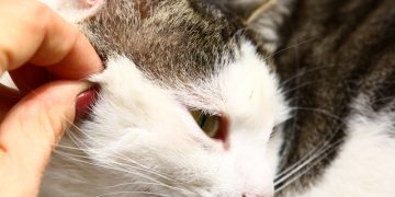 До чого сняться кліщі на котах: значення сну за різними сонниками