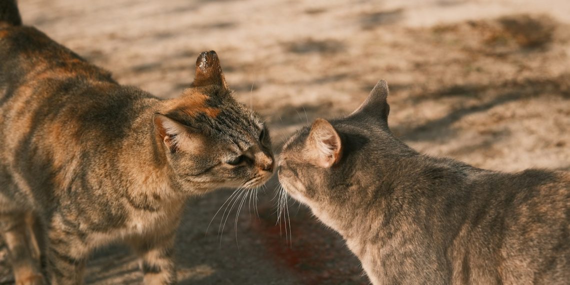 a couple of cats standing next to each other
