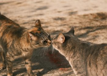 a couple of cats standing next to each other