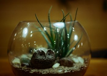 a glass bowl with a plant inside of it