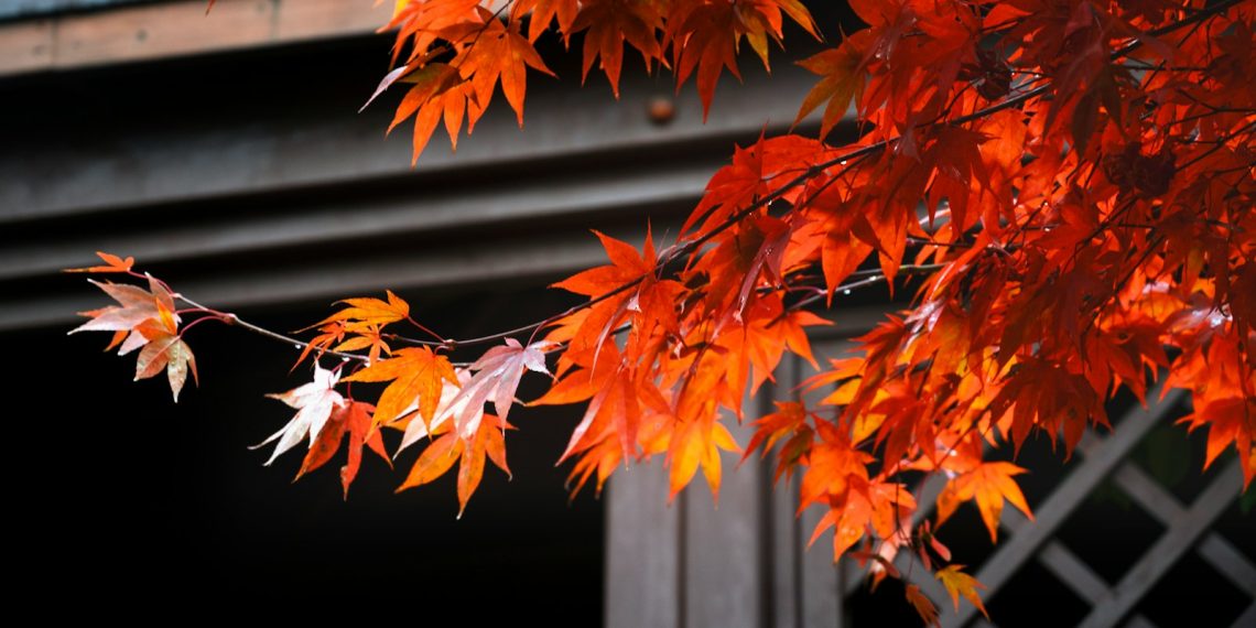 brown maple leaves on gray concrete wall