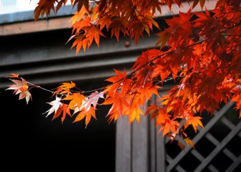 brown maple leaves on gray concrete wall