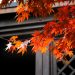 brown maple leaves on gray concrete wall