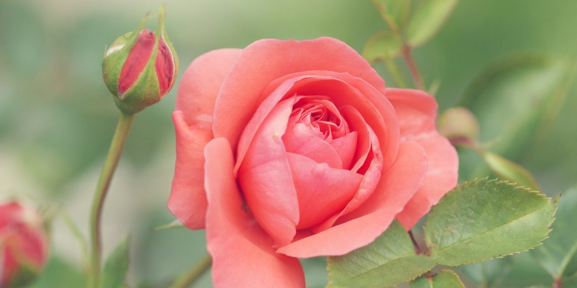 pink-petaled rose flower