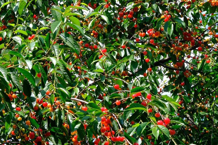 cherries, sour cherries, cherry tree, fruit, ripe, stone fruit, fruit tree, cherries in abundance, fruit abundance