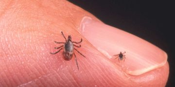 До чого сняться кліщі на собі