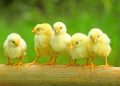 До чого сняться курчата жінці: тлумачення сну