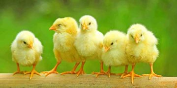 До чого сняться курчата жінці: тлумачення сну