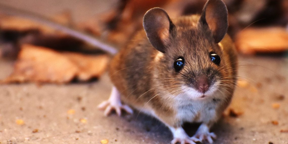 К чему снятся мыши женщине: значение сна и толкование
