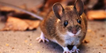 К чему снятся мыши женщине: значение сна и толкование